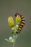 348 - CINNABAR ON RAGWORT - O'NEILL NORMAN - united kingdom